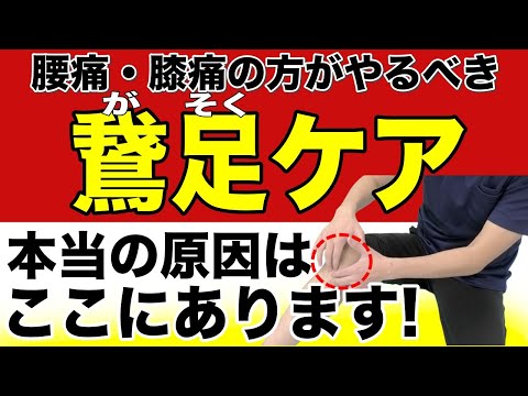 【鵞足ケア】膝痛・なかなか改善しない慢性腰痛の人がやるべき、９割の人が知らない鵞足マッサージ