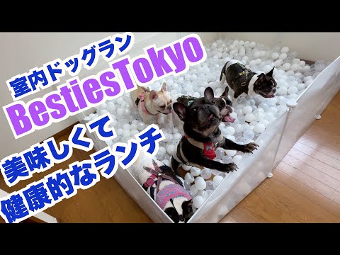 室内ドッグランと美味しい健康に良いランチ 【French_bulldog フレンチブルドッグ 】 BestiesTokyo ベスティーズトウキョウ