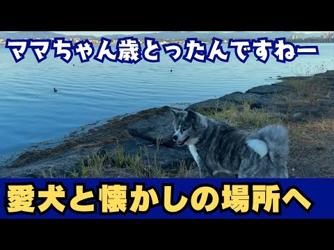 【秋田犬】懐かしの場所で思うこと