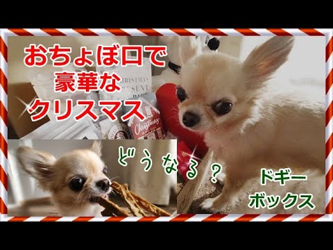 どうなる？おちょぼ口の小さいチワワに豪華なおもちゃとおやつ✨12月ドギーボックス🎁Big toys & snacks for small Chihuahua December Doggy Box