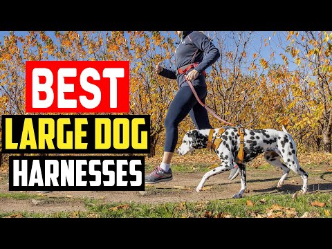 ✅Top 5 Best Large Dog Harnesses for Walks, Hikes, and Big Adventures