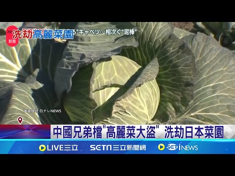 中國兄弟檔"高麗菜大盜" 洗劫日本菜園｜三立新聞網 SETN.com