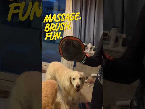 Dog's massage, brush and fun in one minute #dogs #shorts #goldenretriever