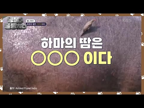 애니퀴즈! 하마의 땀은 ○○○이다?! [동물은 훌륭하다] | KBS 241223 방송