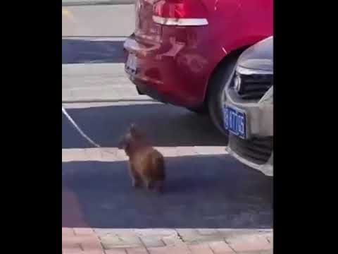 The Cutest Running Creature | Adorable Moments Captured #funny