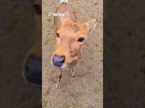 今をきらめく #しかのこのこのここしたんたん のビッグウェーブに奈良公園の🦌さんが参戦！ #TikTok #アニメ #鹿 #shorts