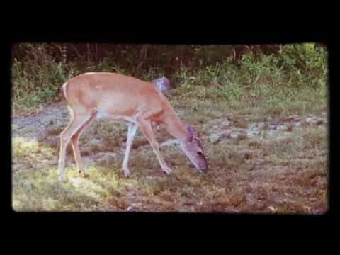 Mother Deer: July 1, 2016