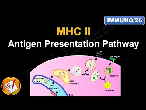 Antigen Processing and Presentation (PART II): MHC II Antigen Presentation Pathway (FL-Immuno/26)