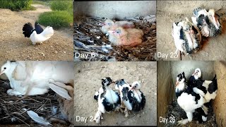 Pigeon breeding Progress 2022 😍 Fancy pigeon 🕊️ | All Pigeon Breeds