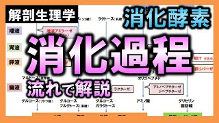 【解剖生理学（消化器系）】消化酵素・消化過程を流れで解説