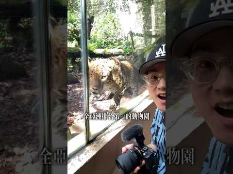 全亞洲排名第一的動物園！究竟多好玩呢？ #新加坡 #singapore