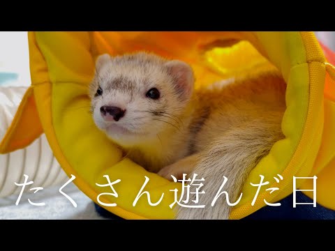 遊び疲れて拗ねちゃうフェレット【ferret#1746】