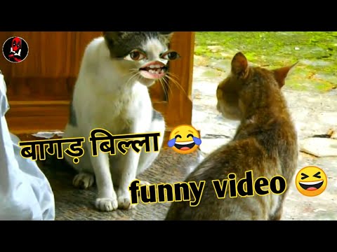 baagad billa funny video 😆 | बागड़ बिल्ला फनी विडियो |