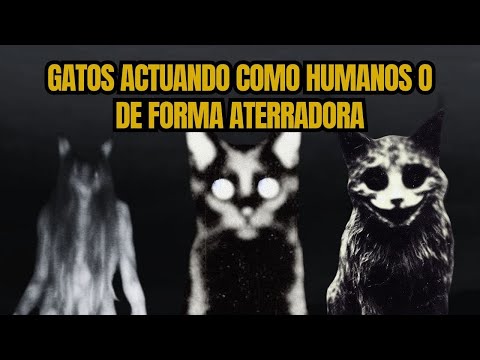 1 hora de historias de gatos actuando de forma aterradora y paranormal.