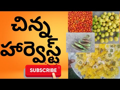 చిన్న హార్వెస్ట్/small harvest/Naliniravindraprasad