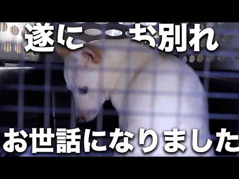 Can't Stop Shaking! Saying Goodbye to the Dog Shelter We've Been Grateful For【PeaceWanko】Part6