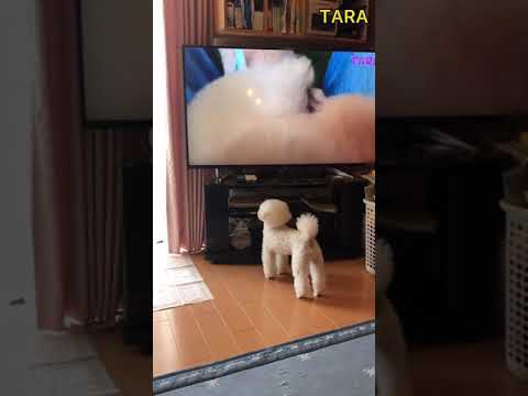 #shorts 自分の動画を見て吠えまくる〜😱🐶