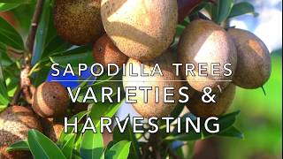 Sapodilla Trees - Varieties / How to tell when fruit is ripe / when to pick