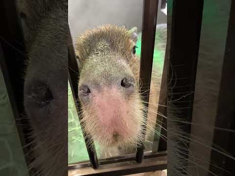 近いよノンちゃん(アニマル・リゾート NOAH) #shorts #capybara