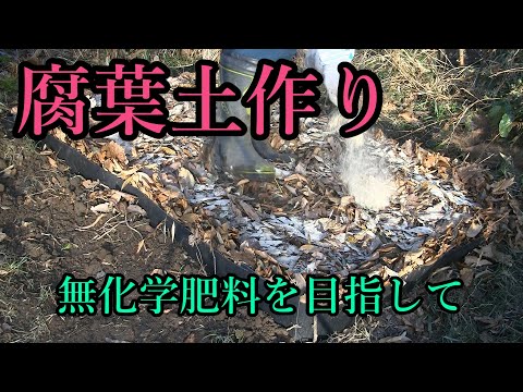 【腐葉土】落葉を畑で腐葉土作り