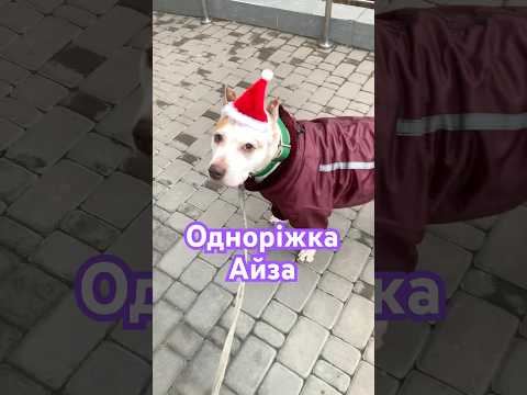 #shorts #my #doglover  be C beМама вділа Айзі капелюшок, а хтось його злякався с.1