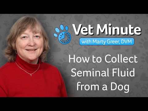 How to Collect Seminal Fluid From a Dog