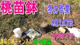 【桃苗鉢】冬の作業　地植えの方法　4つのコツ　24/1/15