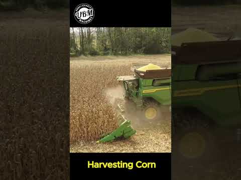 How to Harvest Corn