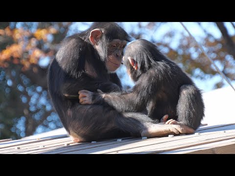 "Dill, let's play" Ibuki　Tama Zoo Chimpanzee 202412