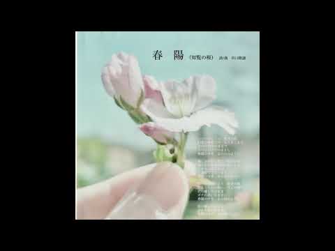 春陽（知覧の桜）