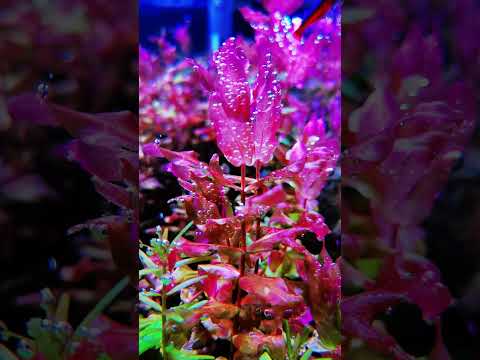 Fish Tank Planting: Achieve Stunning Growth in Your Tank - Rotala Macrandra | pondon.net