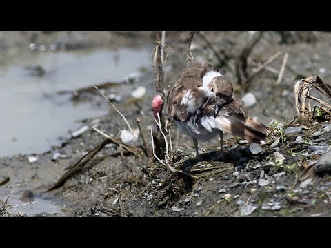 崁頂鄉的小環頸鴴Charadrius dubius（2024 08 04）