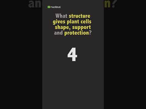 Biology Quiz: What structure gives plant cells shape, support and protection?