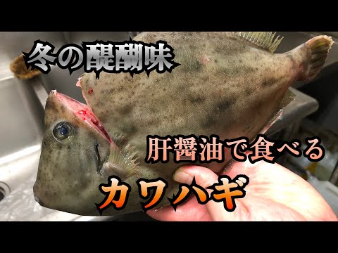 【肝がすべて】脂をいっぱい蓄えたフォアグラのような肝が魅力　肝醤油で食べるカワハギは想像を超える旨さになります