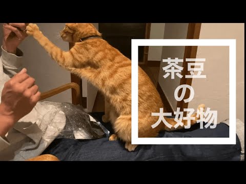 海苔好きな猫,猫の大好物,茶トラ猫,猫動画, No68 @bokuchamame