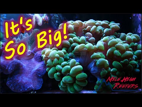 Better LPS Polyp Extension With One Easy Trick