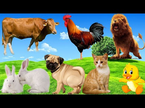 Interesting Moments With Soothing Sounds: Parrots, Horses, Dogs, Cats, Rabbits | Animal videos