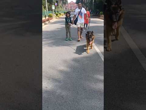 My walk mate bruno #skating #walk #cubbonpark #dog #pets