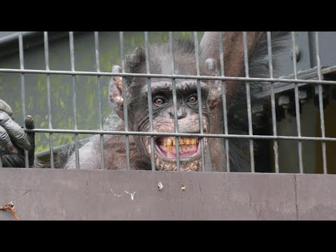 Elderly Chimp Committee requests that Debii, who is working hard alone, receive more treats. 🫡