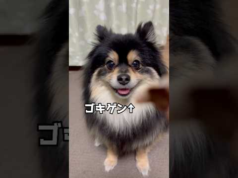 沢山の誕生日プレゼントありがとうございました！【#実写 #犬 #誕生日】#shorts