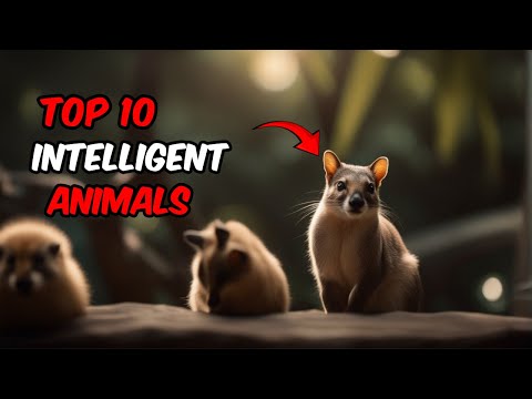 Top 10 most intelligent animals in the world