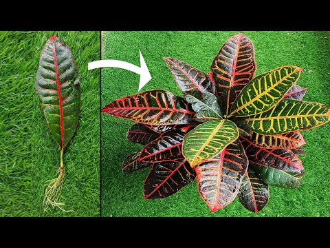 Propagating the garden Croton plant with leaves || Grow Croton from single leaf #UrbanVillage