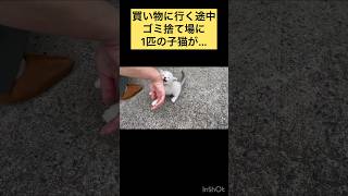 買い物に行く途中、捨てられた子猫を見つけ保護しました。#お母さん猫いない#ゴミ捨て場#子猫#