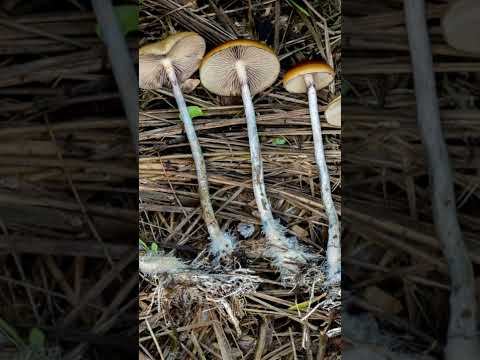 Do Not Eat These! Most Potent Shroom in the World (Psilocybe Azurescens) #short