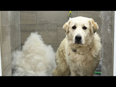 A Guardian Dogs First Ever Groom | Beautiful Owner Reaction ❤️