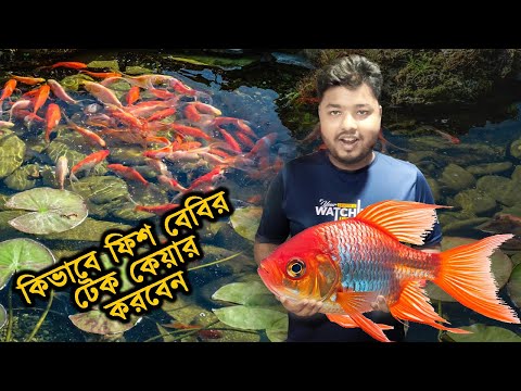 কিভাবে ফিশ বেবির টেক কেয়ার করবেন | Take care of fish baby | Mahid Dream Zoo