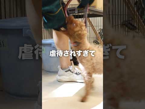 【咬傷】虐待され続けた犬の末路...