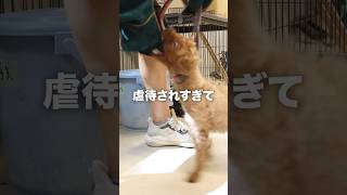 【咬傷】虐待され続けた犬の末路...