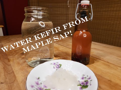 Make Water Kefir with Maple Sap!