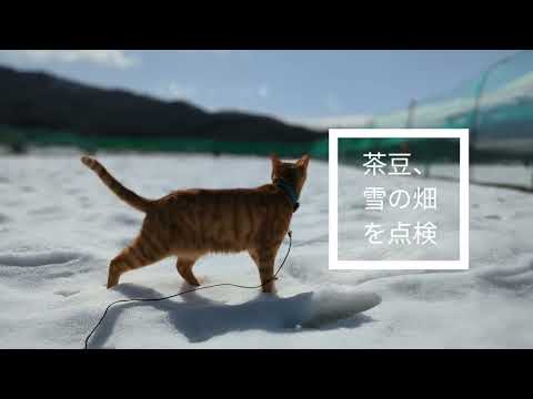 猫が雪の畑を点検-忍野村内野編　no105